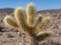 معرفی و نگهداری کاکتوس چولا تدی‌بیر (Cylindropuntia bigelovii)